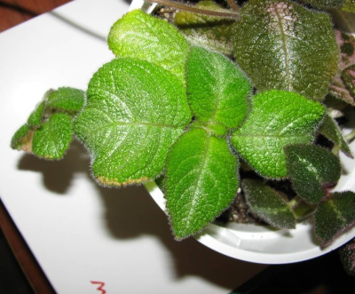 Эсписция Лилиацина Лимон, горшок